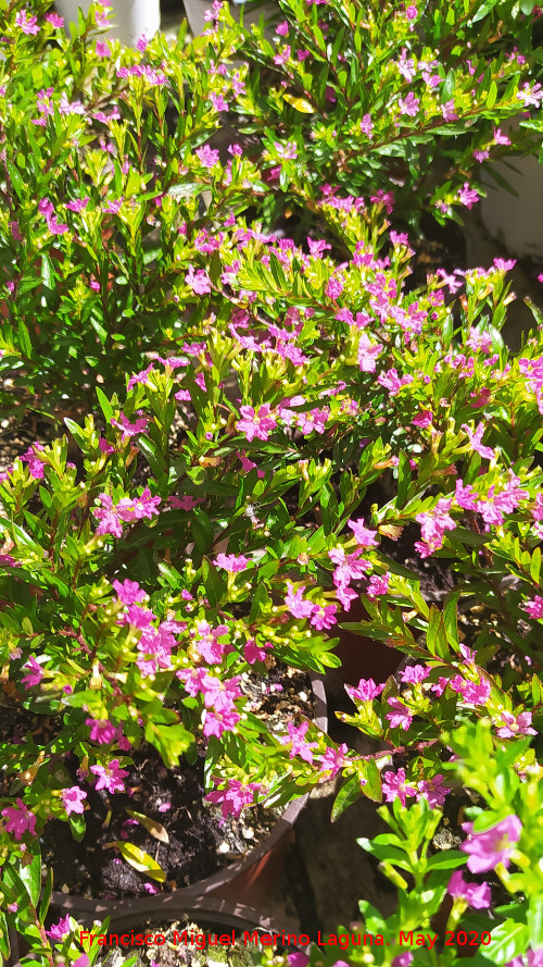 Trueno de Venus - Trueno de Venus. Ja�n