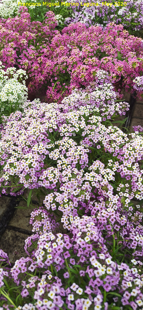 Flor de miel - Flor de miel. Ja�n