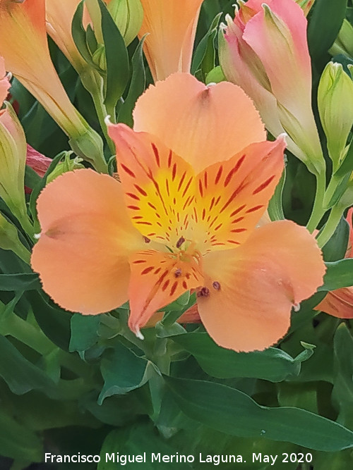 Lirio de Per� - Lirio de Per�. Flor. Ja�n