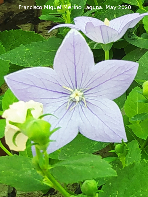 Campanilla china - Campanilla china. Ja�n