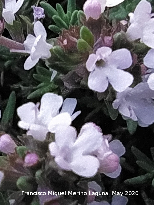Tomillo blanco - Tomillo blanco. Flores. La Veleta - Los Villares