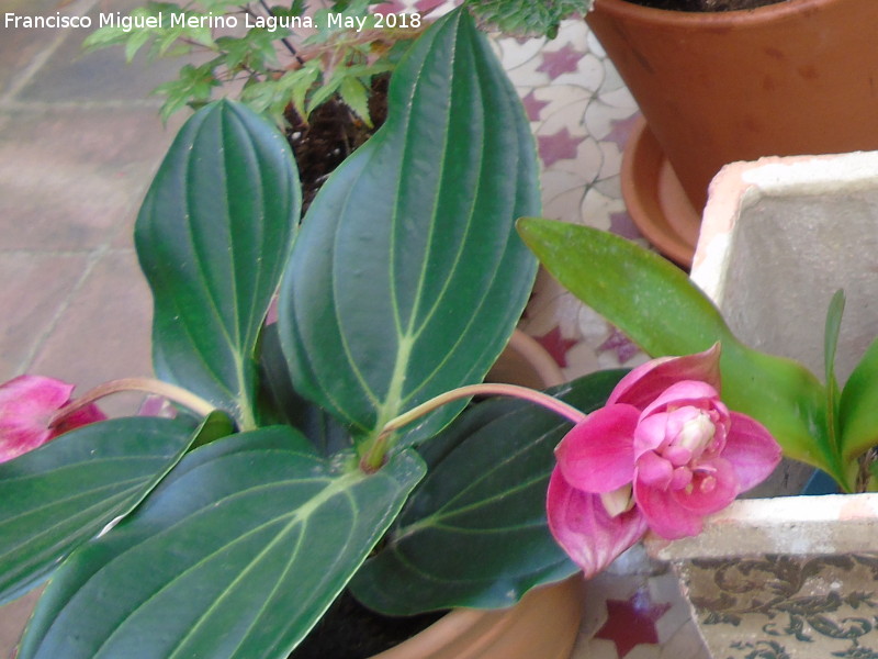 Flor de Filipinas - Flor de Filipinas. Patio de C�rdoba