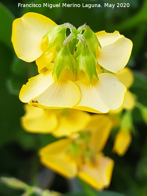 Hierba del escorpi�n - Hierba del escorpi�n. Flores. La Veleta - Los Villares