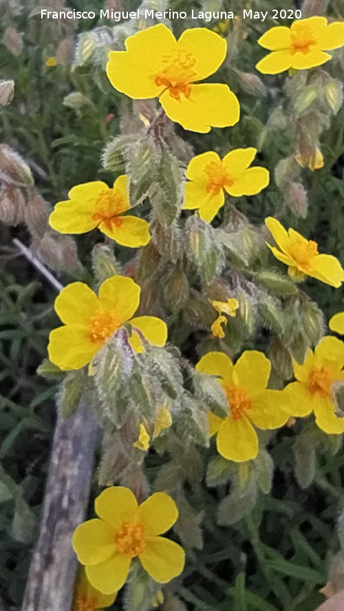Jarilla cenicienta - Jarilla cenicienta. Flores. La Veleta - Los Villares