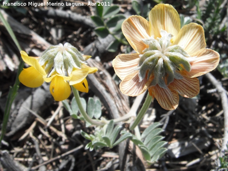 Coronilla de Rey - Coronilla de Rey. Cruz de la Chimba - Jan