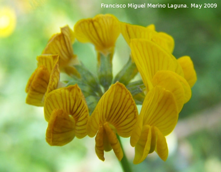 Coronilla de Rey - Coronilla de Rey. Pitillos. Valdepeas