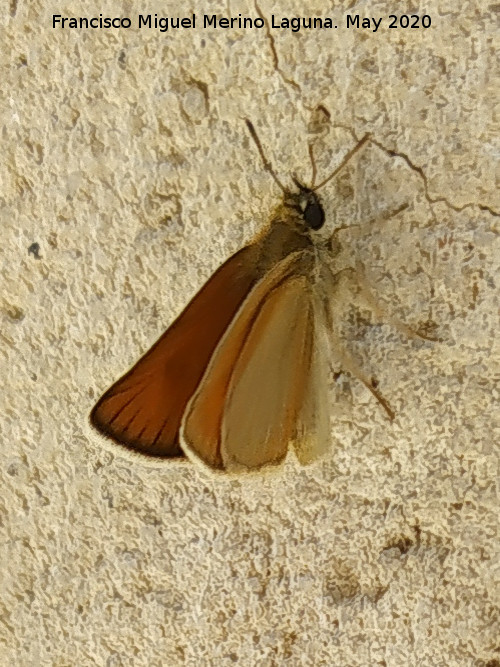 Mariposa Dorada l�nea corta - Mariposa Dorada l�nea corta. Los Villares