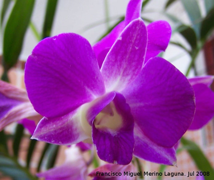 Orqu�dea Dendrobium - Orqu�dea Dendrobium. Flor. Navas de San Juan