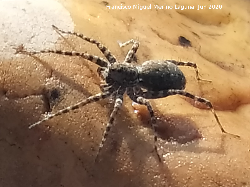 Ara�a lobo - Ara�a lobo. Pantano del Guadal�n - Vilches