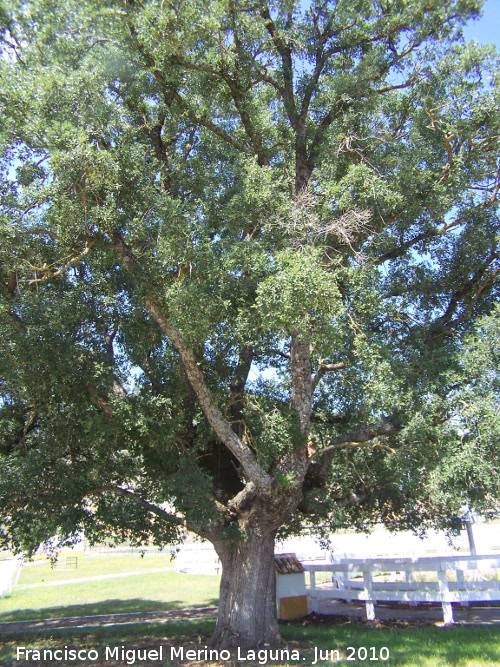 Encina de La Beata - Encina de La Beata. 