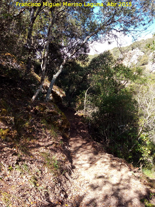 Barranco de los Tejos - Barranco de los Tejos. Camino