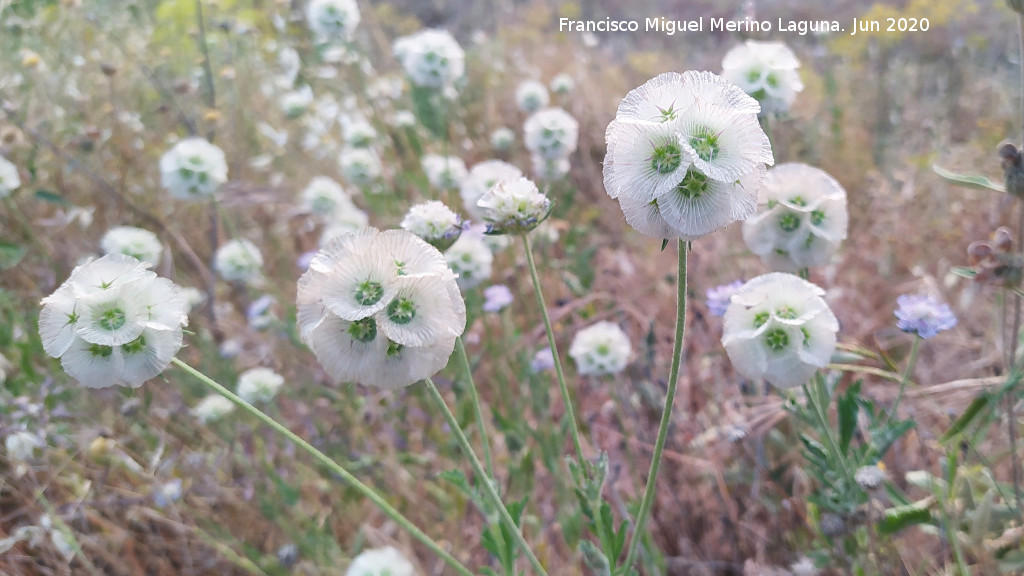 Escabiosa Estrellada - Escabiosa Estrellada. Cerro Cerraj�n - Los Villares