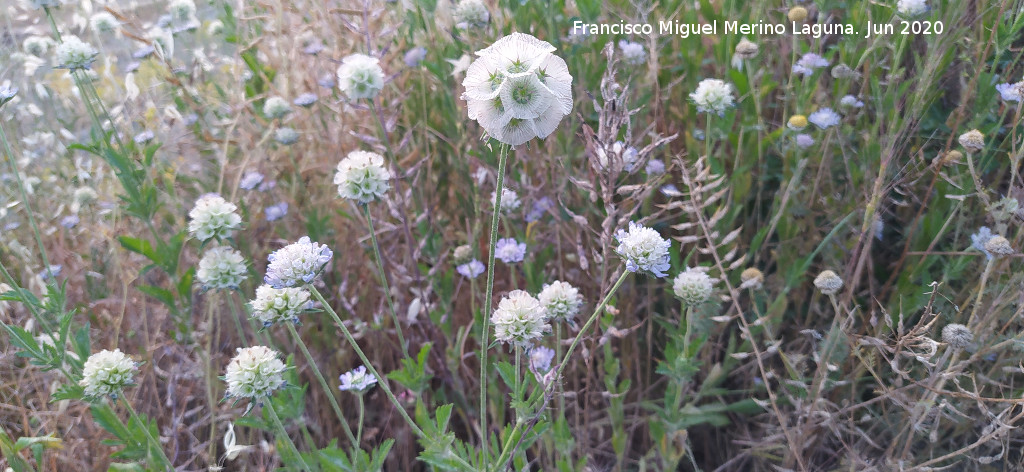 Escabiosa Estrellada - Escabiosa Estrellada. Cerro Cerraj�n - Los Villares