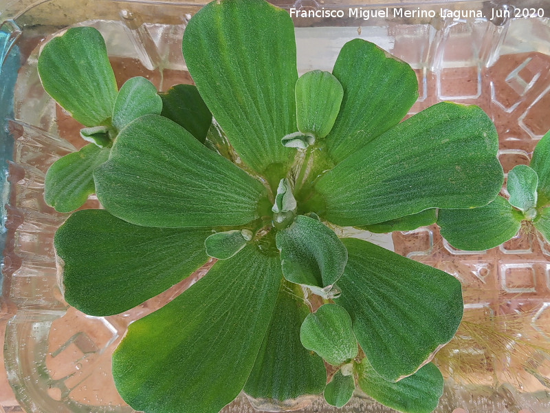 Lechuga de agua - Lechuga de agua. Los Villares