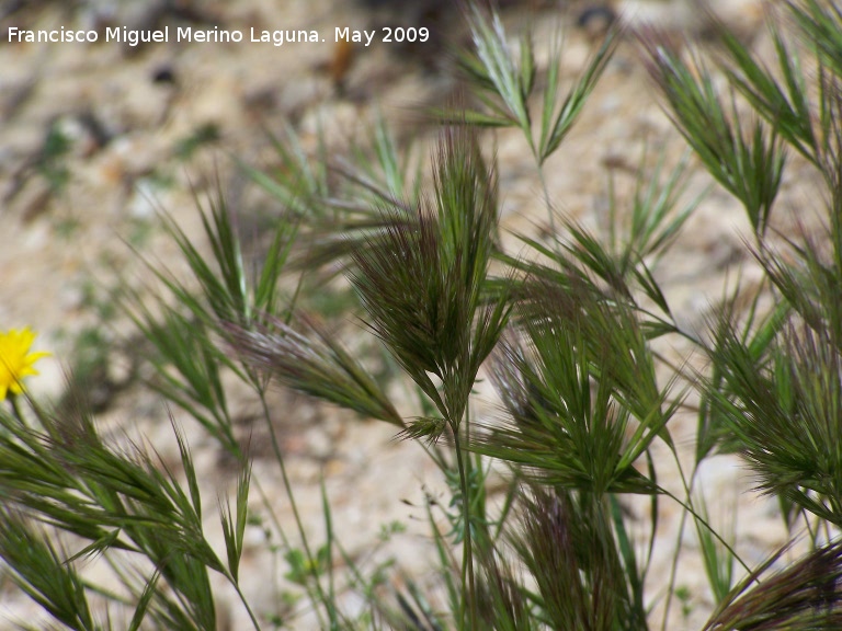 Bromus rubens - Bromus rubens. Los Caones. Los Villares