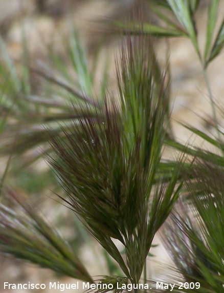 Bromus rubens - Bromus rubens. Los Caones. Los Villares