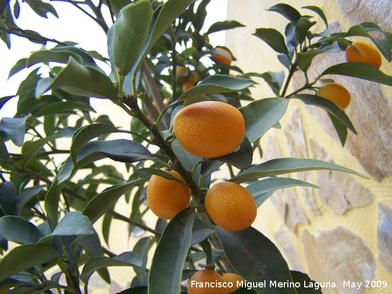 Kumquat - Kumquat. Los Villares