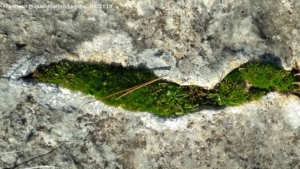 Musgo cefalozeila - Musgo cefalozeila. Cerro de Santa Catalina - Jan