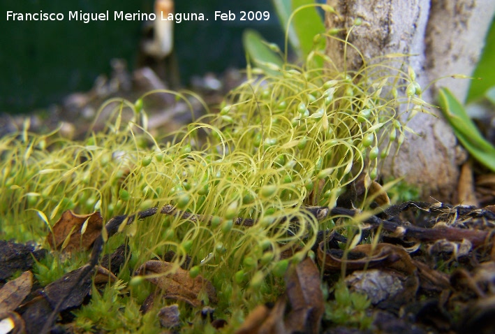 Musgo ortodontium - Musgo ortodontium. Los Villares