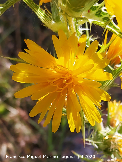 Cardo Mar�a - Cardo Mar�a. Flor. Benaocaz