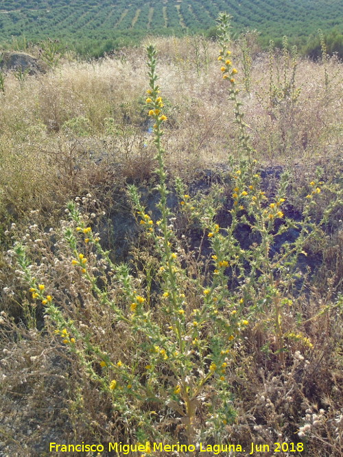 Cardo Mara - Cardo Mara. Torre de Alczar - Torredonjimeno