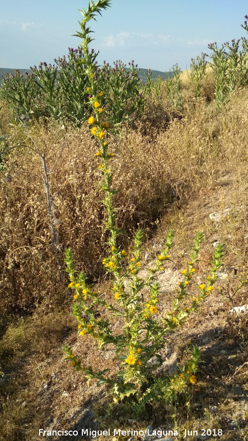 Cardo Mara - Cardo Mara. Torre de Alczar - Torredonjimeno