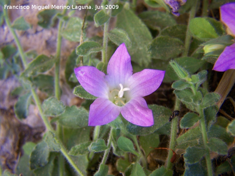 Campanula de roca - Campanula de roca. Los Caones Jan