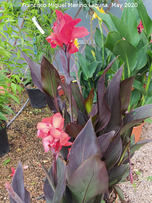 Ca�a de las Indias - Ca�a de las Indias. Ja�n