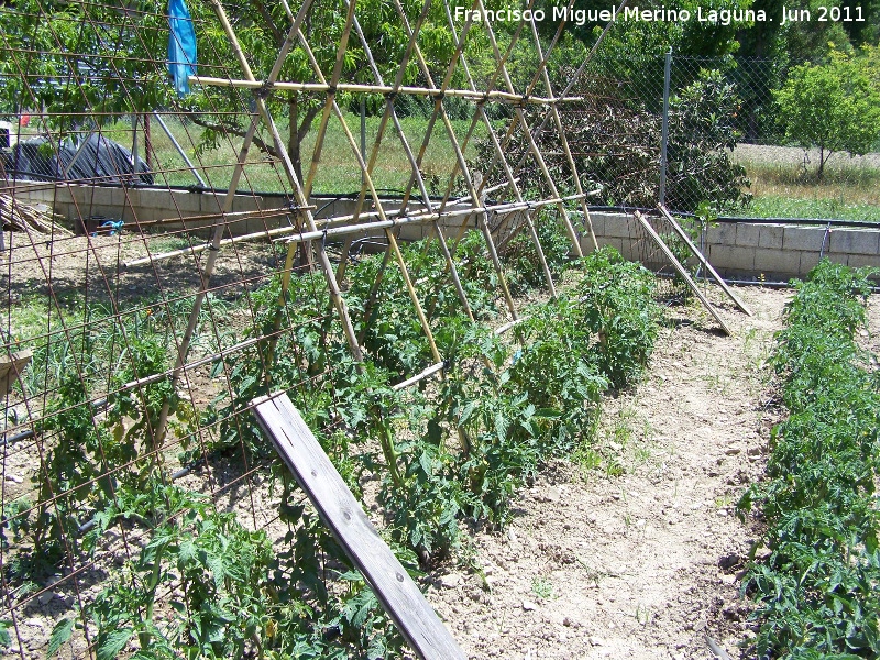 Tomatera - Tomatera. Los Villares