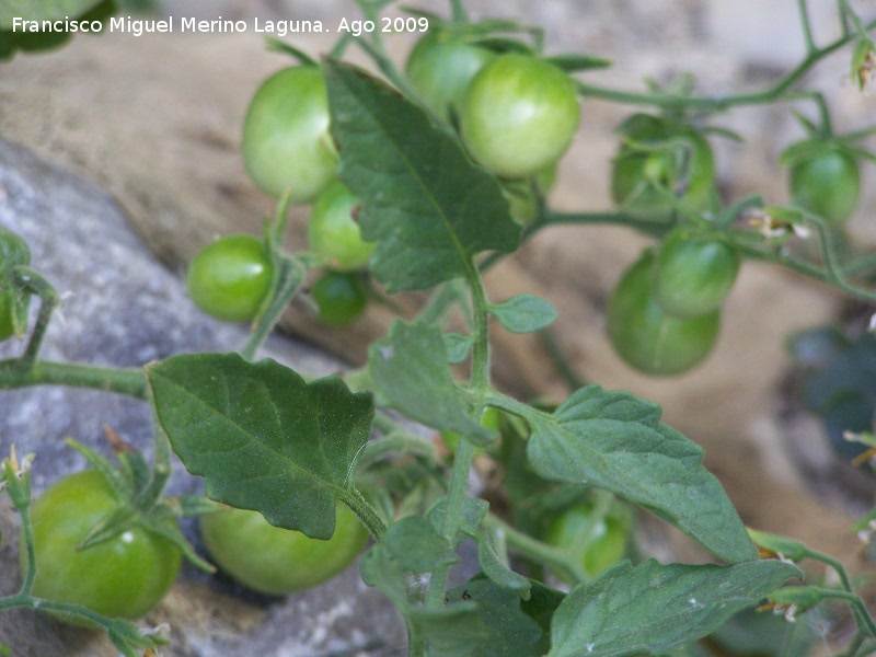 Tomatera - Tomatera. Los Caones (Jan)