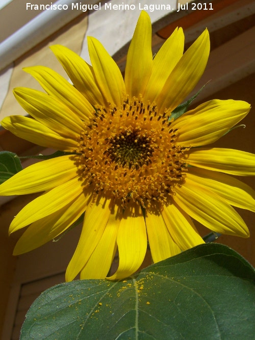 Girasol - Girasol. Los Villares