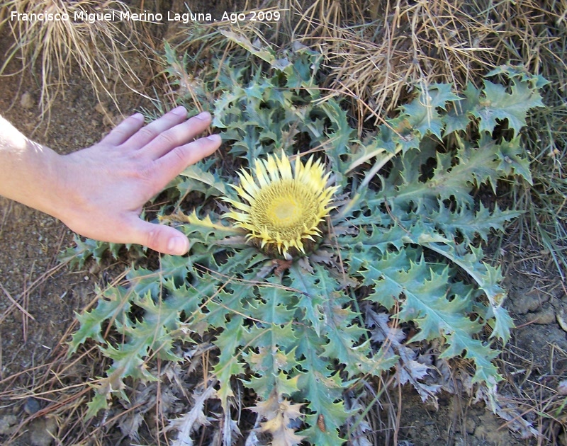 Carlina - Carlina. Caada del Saucar (Santiago Pontones)