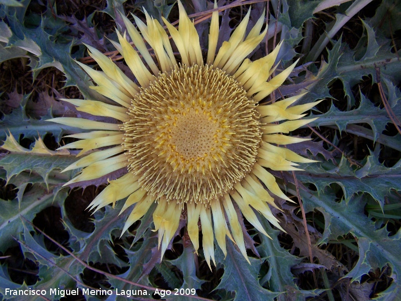 Carlina - Carlina. Caada del Saucar (Santiago Pontones)