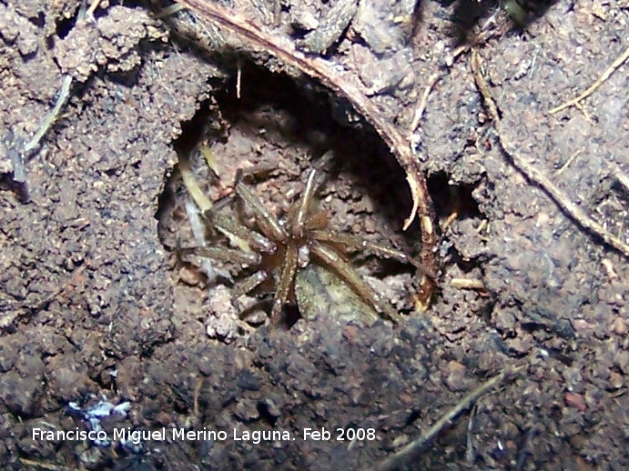 Araña doméstica - Araña doméstica. Haciéndose la muerta en su nido. Navas de San Juan