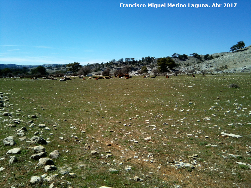 Campos de Hernn Perea - Campos de Hernn Perea. Ganado