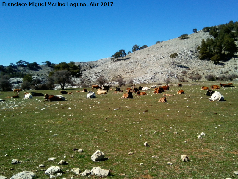 Campos de Hernn Perea - Campos de Hernn Perea. Ganado