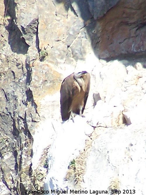 Pjaro Buitre leonado - Pjaro Buitre leonado. El Chorro - Quesada