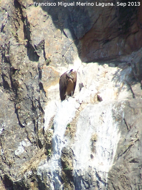 Pjaro Buitre leonado - Pjaro Buitre leonado. El Chorro - Quesada