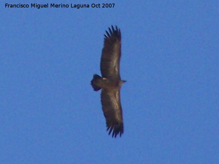 Pjaro Buitre leonado - Pjaro Buitre leonado. Cazorla