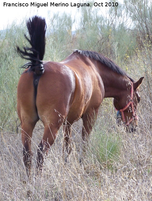 Caballo - Caballo. Alcaudete