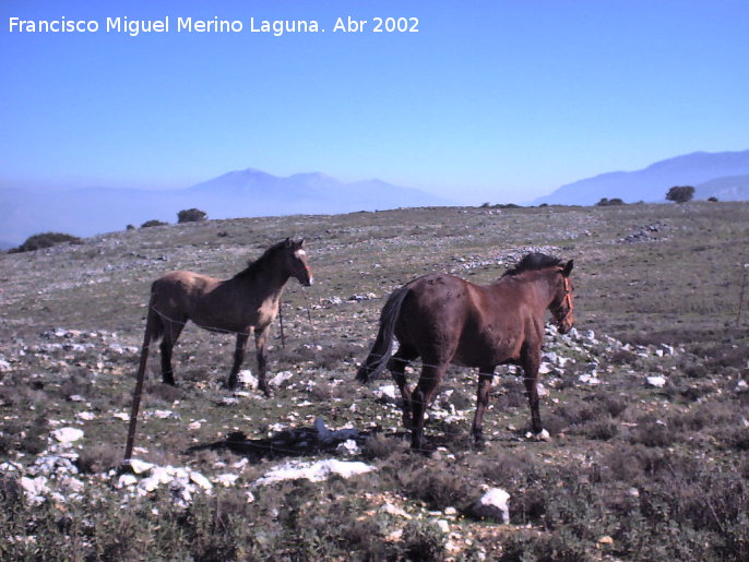 Caballo - Caballo. Los Villares