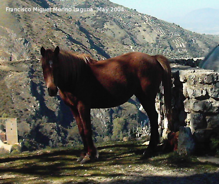 Caballo - Caballo. Cazorla