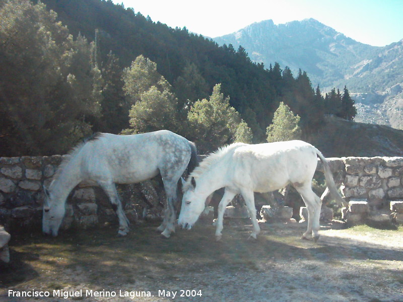 Caballo - Caballo. Cazorla