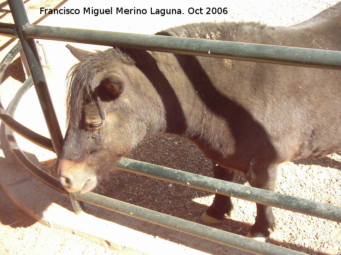 Caballo - Caballo. Crdoba