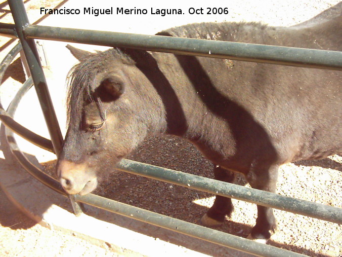 Caballo - Caballo. Crdoba