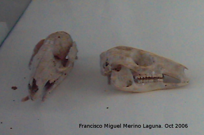 Canguro - Canguro. Crdoba