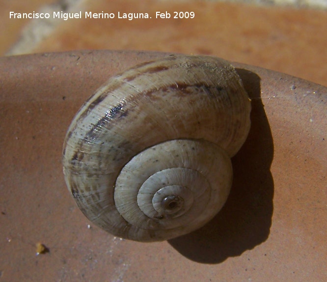 Caracol de dunas - Caracol de dunas. Los Villares