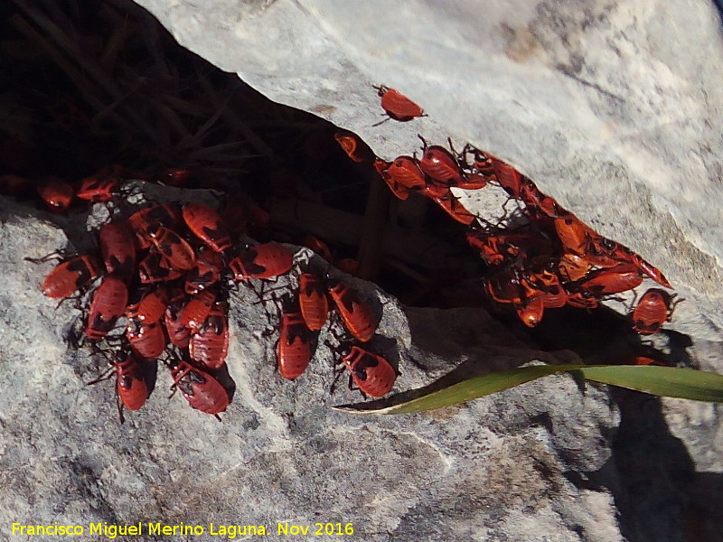 Chinche roja - Chinche roja. Larvas. Cerro Cao Quebrado - Jan