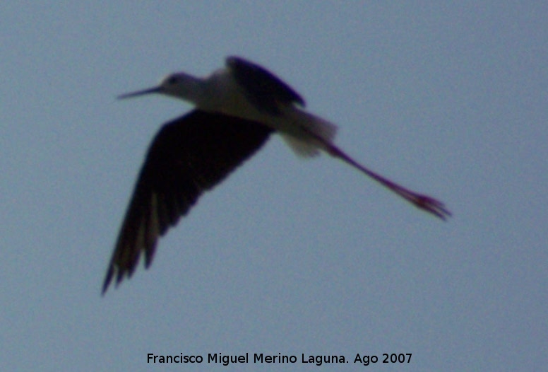 Pjaro Cigeuela - Pjaro Cigeuela. Santa Pola