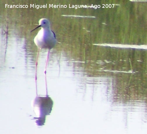 Pjaro Cigeuela - Pjaro Cigeuela. Santa Pola